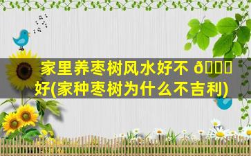 家里养枣树风水好不 🐘 好(家种枣树为什么不吉利)